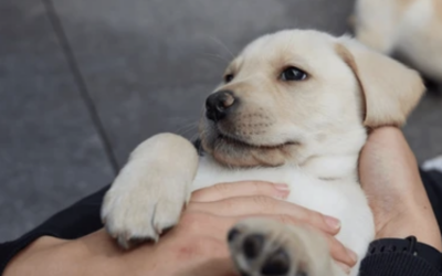 Les bienfaits du massage du chiot : un geste simple pour un grand mieux-être