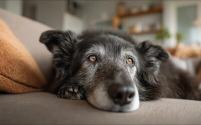 Les bienfaits du massage chez l’animal senior
